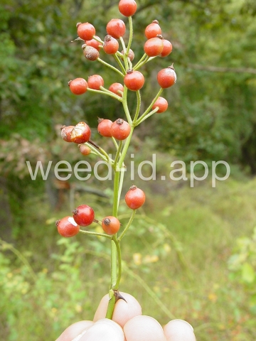 rose, multiflora